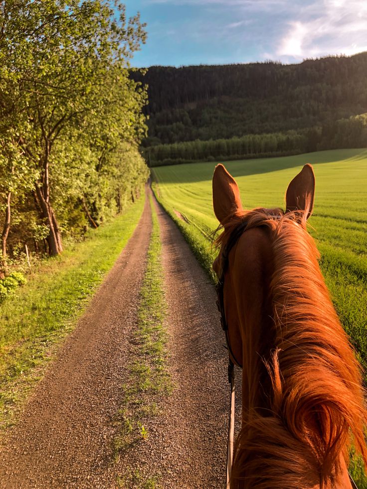 cheval brun vue de dos parcourant un chemin de campagne verte